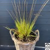 Molinia caerulea 'Variegata' - Harilik sinihelmikas 'Variegata' P13/1L